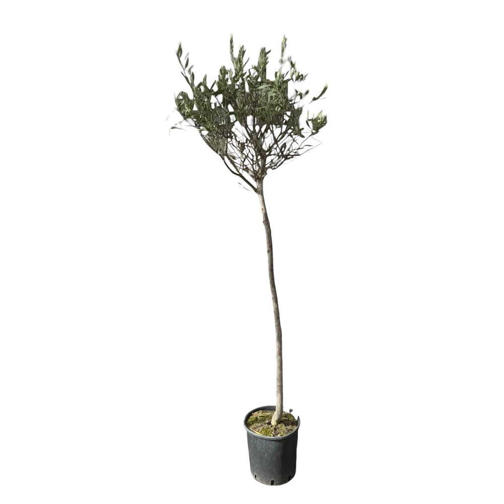 Oliventræ, Olea - 24 cm potte