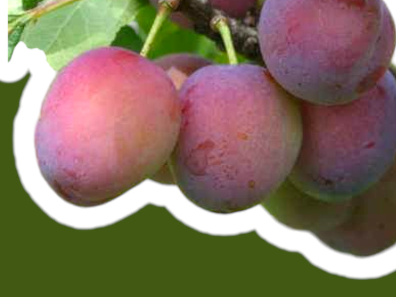 Alt-tekst: OPAL PRUNUS DOMESTICA IC S.J.-A frugttræ.