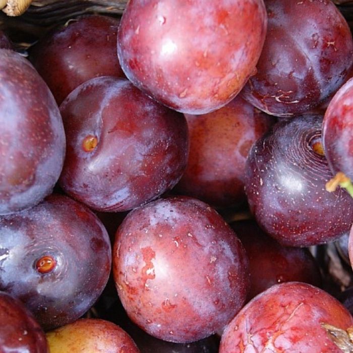 Blommetræ, Prunus Domestica 'Opal'