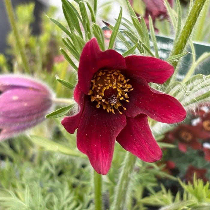 Opret Kobjælde, PULSATILLA vulgaris ´Røde Klokke´
