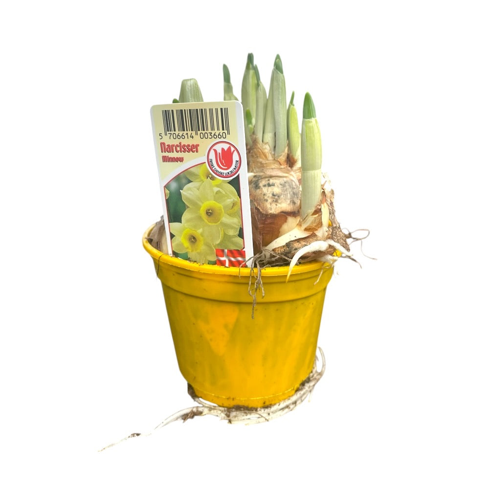 Påskelilje, NARCISSUS CYCL. 'MINNOV' - 9 cm potte