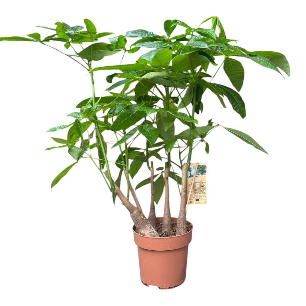Lykkekastanje, Pachira aquatica – 17 cm potte