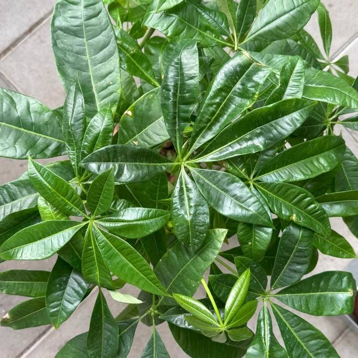 Lykkekastanje, Pachira aquatica – 17 cm potte