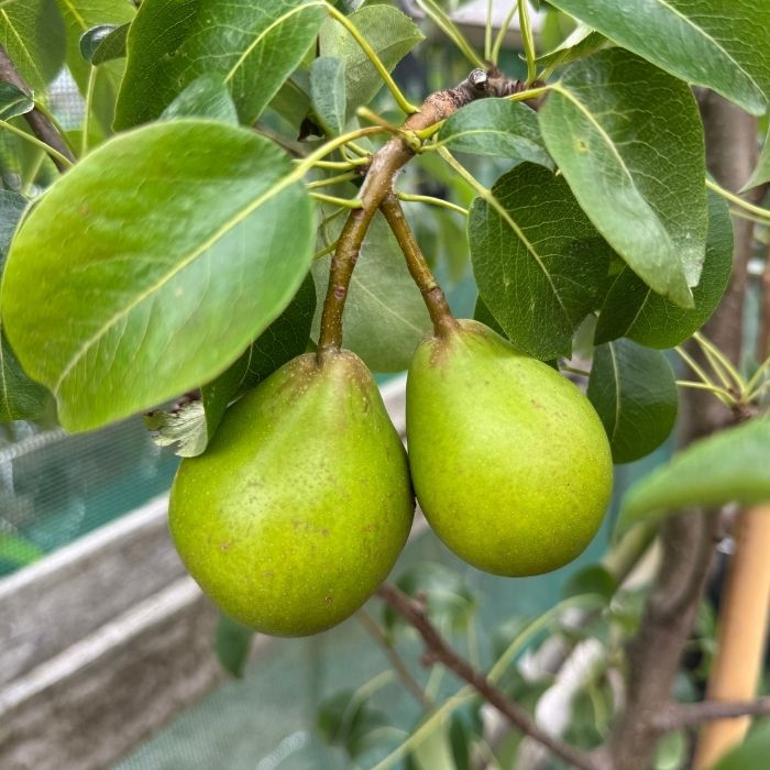 Pæretræ model Clara Friijs, Pyrus Communis, velegnet til have.
