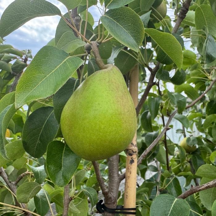 Pæretræ model Clara Friijs, Pyrus Communis, velegnet til have.