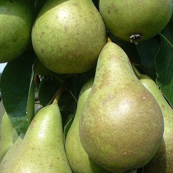 pæretræ, Pyrus communis 'Conference' – Den mest dyrkede pæresort med god smag og høj frugtbarhed