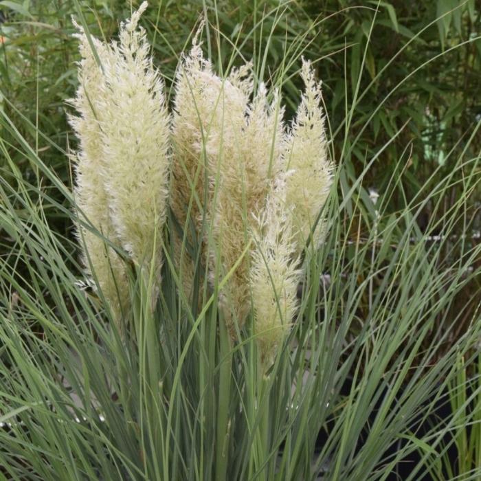 Pampasgræs, Cortaderia selloana 'Tiny Pampa'