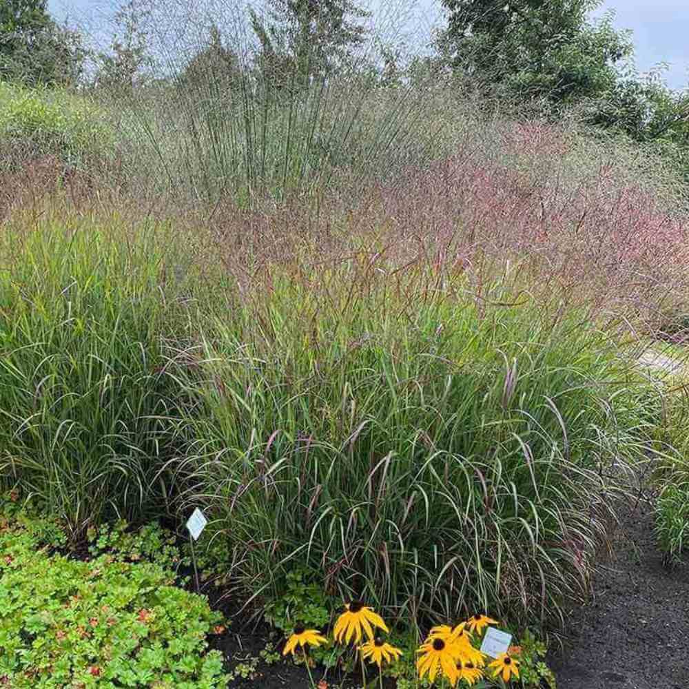 Staudehirse, PANICUM virgatum ´Heavy Metal´ - 1l potte