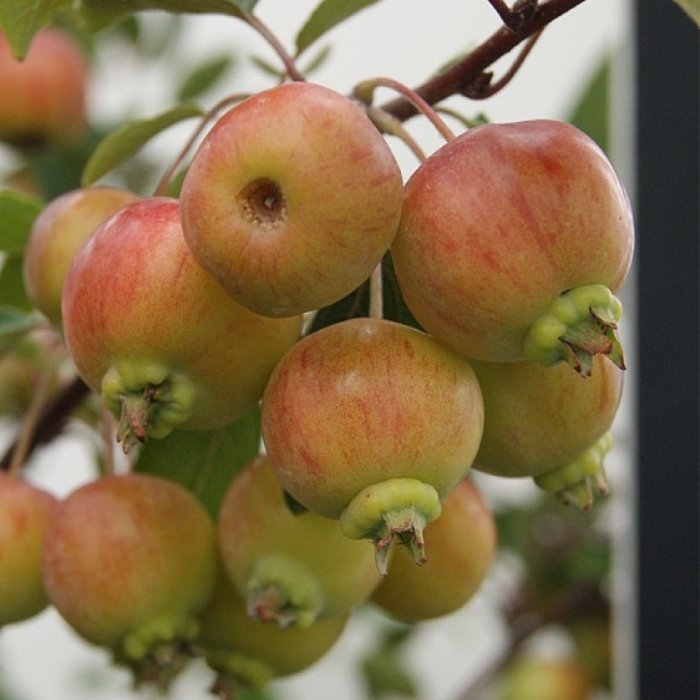 Paradisæble, Malus 'Evereste' i 7,5L potte - h175-200cm