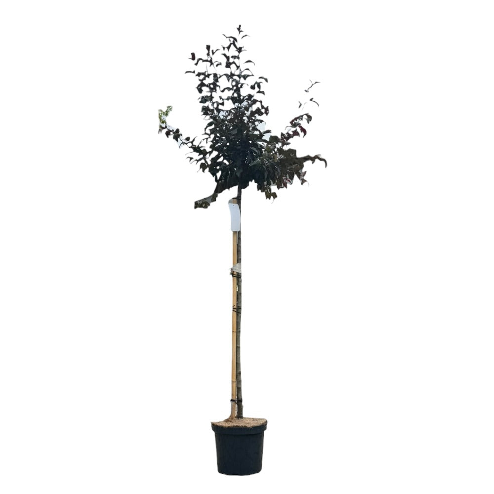 Rødbladet paradisæble, Malus 'Freja' - 10l potte - h120 cm