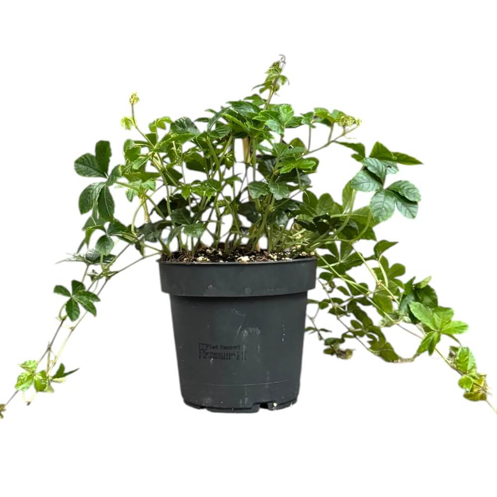 Japanvin, Parthenocissus Striata - 12 cm potte