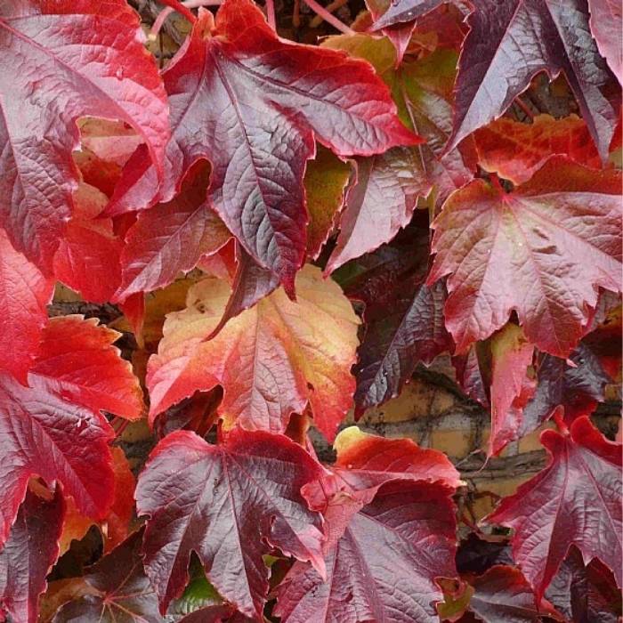 Rådhusvin, Parthenocissus tric.'Veitchii'