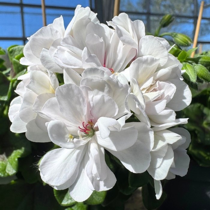 Pelargonie, Pelargonium Pelt. - 10,5cm potte (ass. farve)