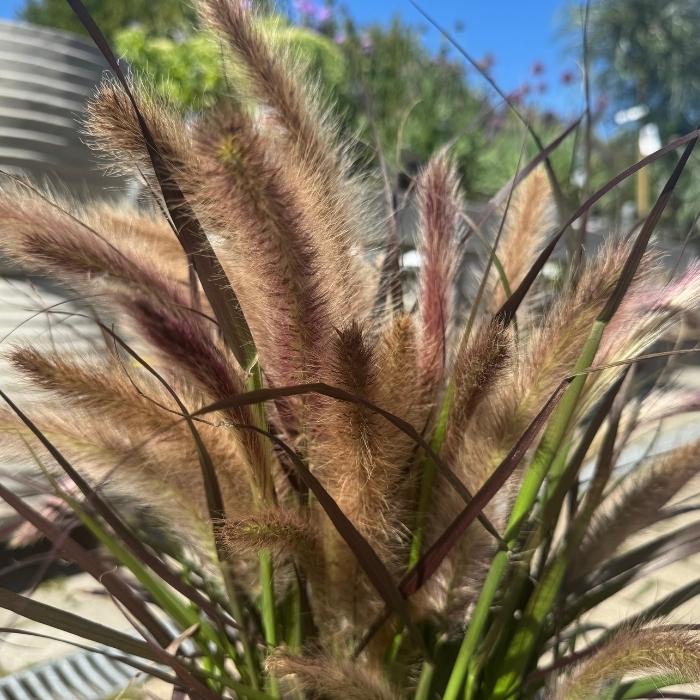 Lampepudsergræs, Pennisetum adv. 'Tiny Tails' - 3l potte