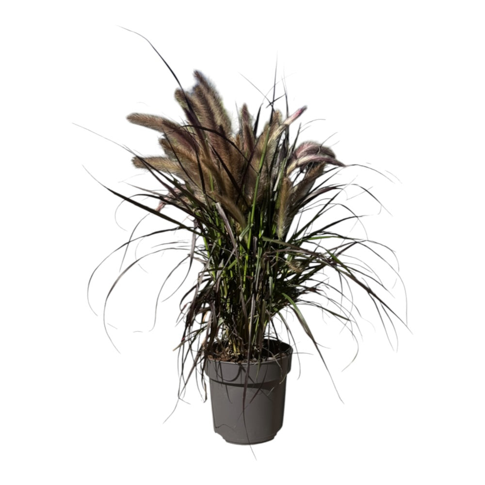 Lampepudsergræs, Pennisetum adv. 'Tiny Tails' - 3l potte