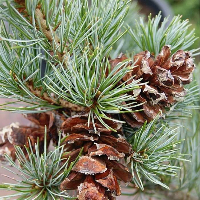 Penselfyr, Pinus parv. 'Negishi' i 5L potte - 30/40 cm