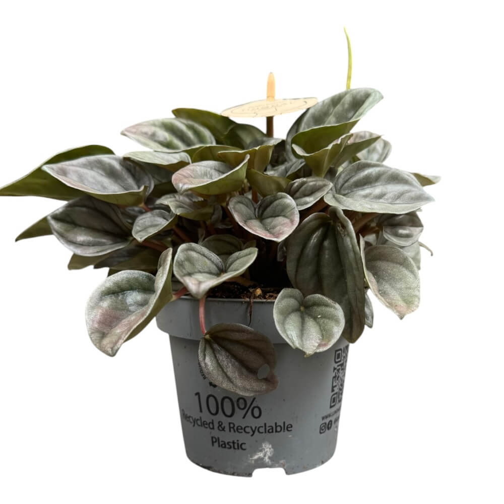 Peperomia 'Tobago' – kompakt stueplante med sølvgrønne blade