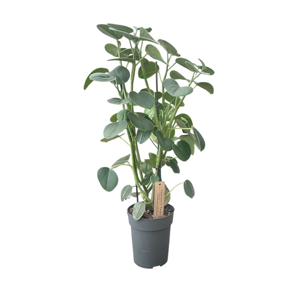 Peperomia Hovaria