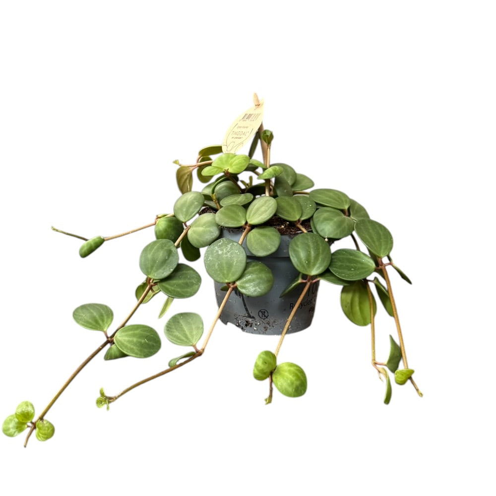 Radiatorplante, Peperomia Pecunii