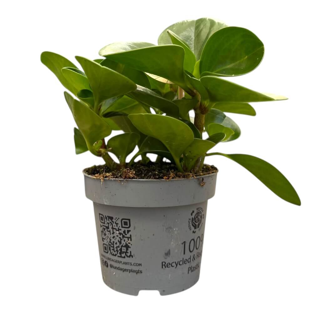 Radiatorplante, Peperomia - 12 cm potte