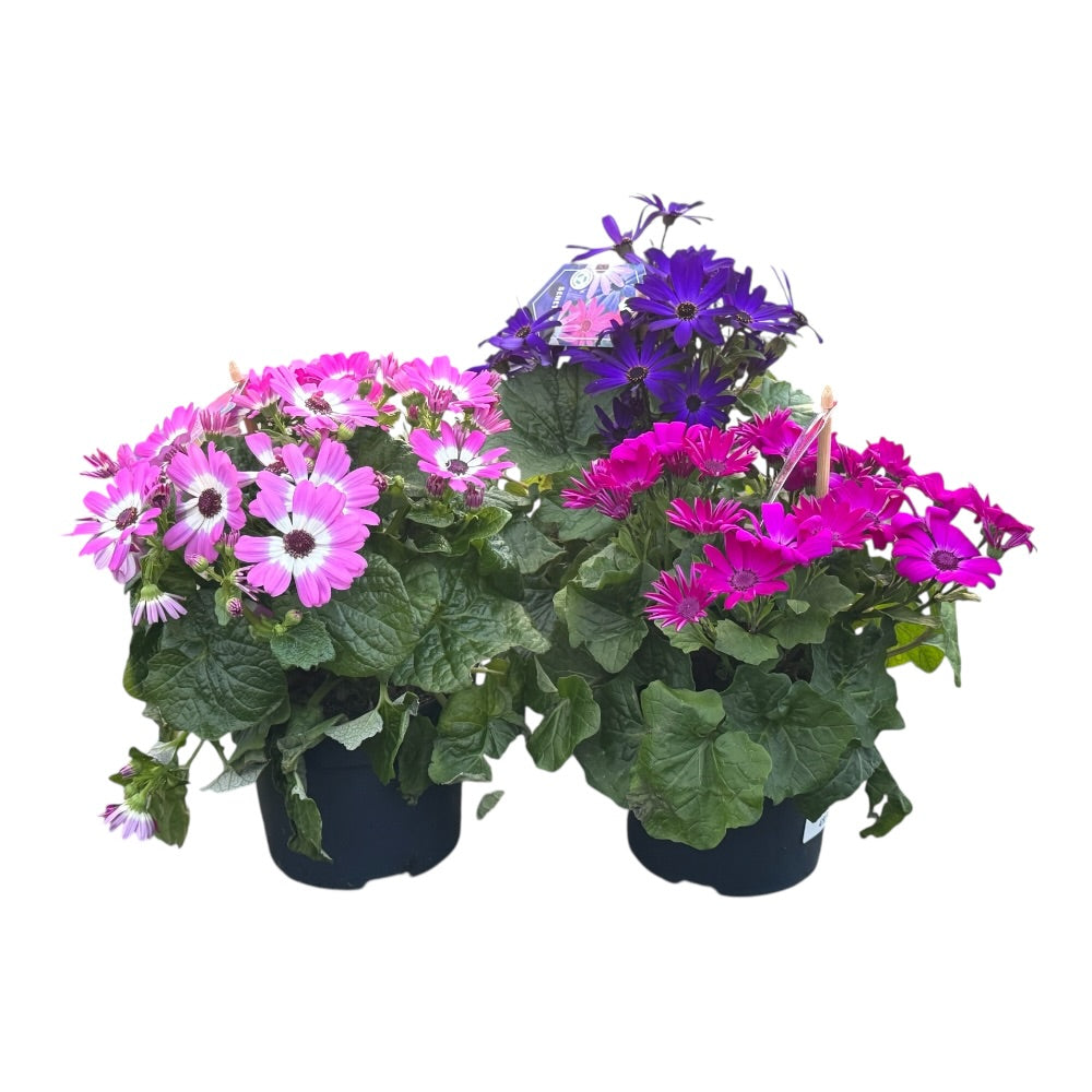 Pericallis senetti, flere varianter - 12 cm potte