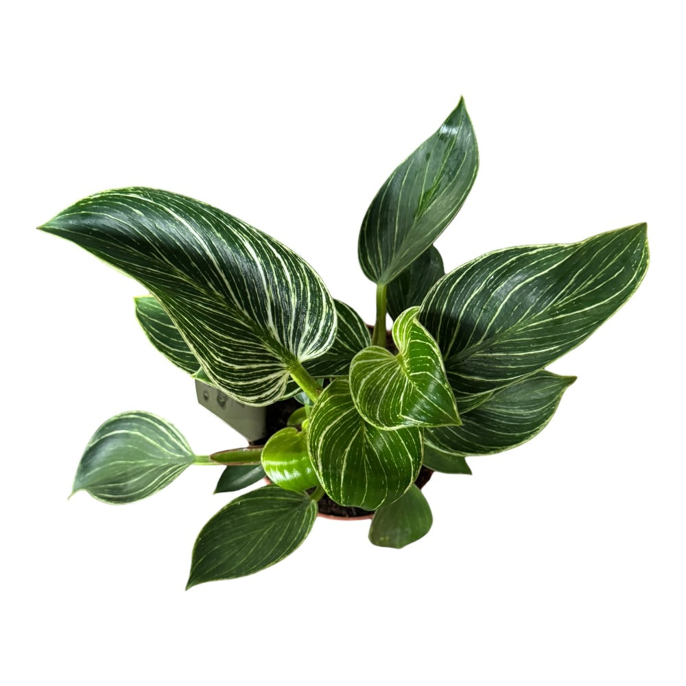 Filodendron, Philodendron ´White Wave´ - 12 cm potte
