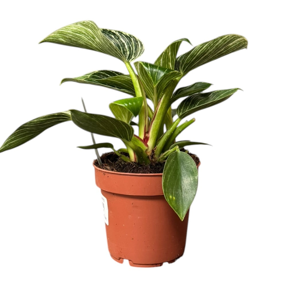 Filodendron, Philodendron ´White Wave´ - 12 cm potte