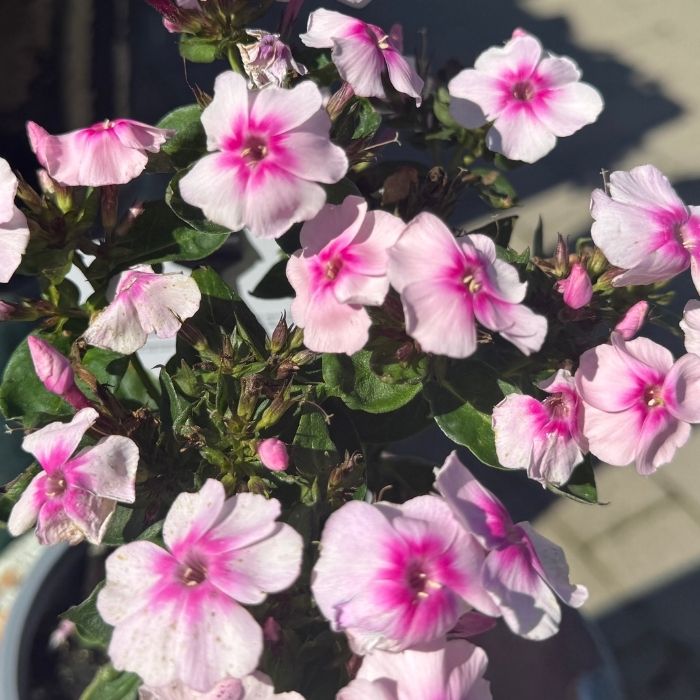 Høstfloks, Phlox 'Light Pink Dark Eye' - 13 cm potte