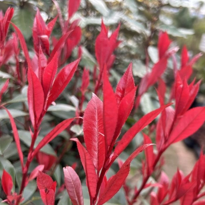 Glansmispel, Photinia fras. 'Carre Rouge'