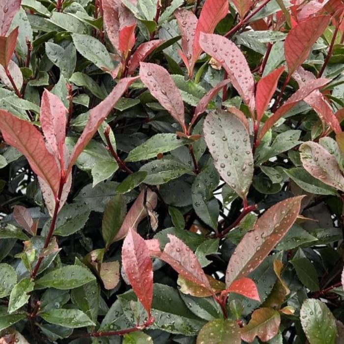 Glansmispel, Photinia fras. 'Carre Rouge'