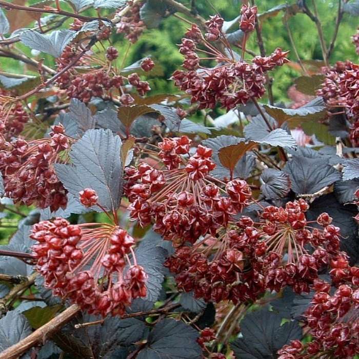 Blærespiræa, Physocarpus op. 'Diabolo'