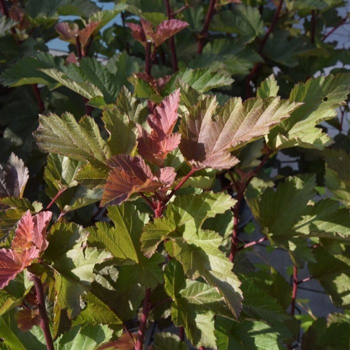 Blærespiræa, Physocarpus op. ´Magic Ball´
