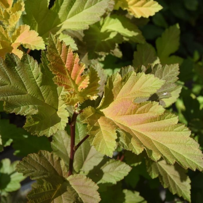 Blærespiræa, Physocarpus op. ´Magic Ball´