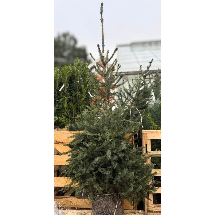 Søjlegran, Picea omorika – 125–150 cm – slankt, stedsegrønt nåletræ
