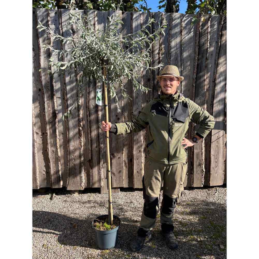 Pyrus sal. 'Pendula' Pilebladet pære SHC 12L 150