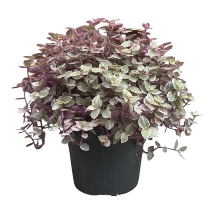 Pink Lady, Callisia rosato - 10,5 cm potte