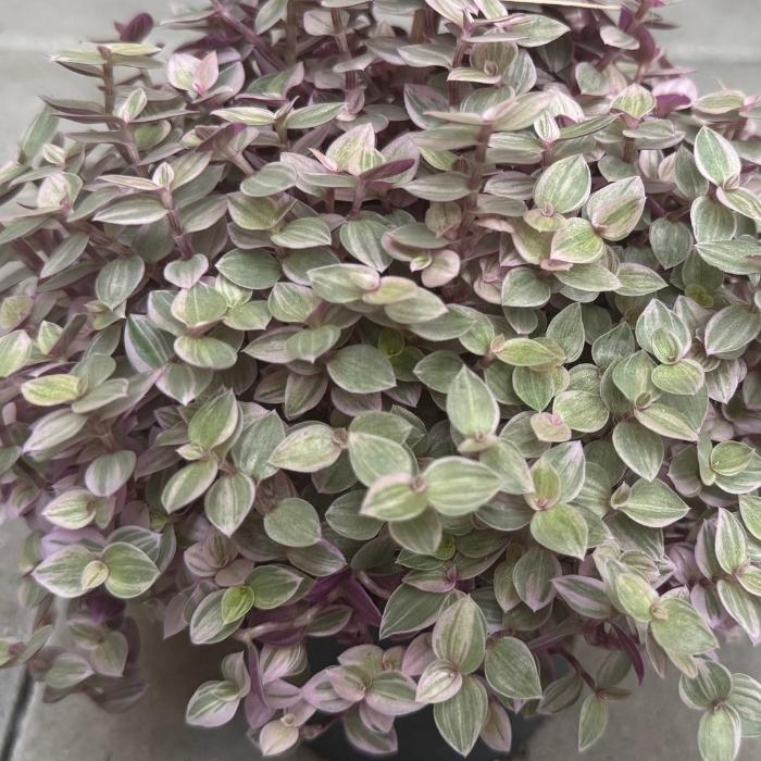 Pink Lady, Callisia rosato