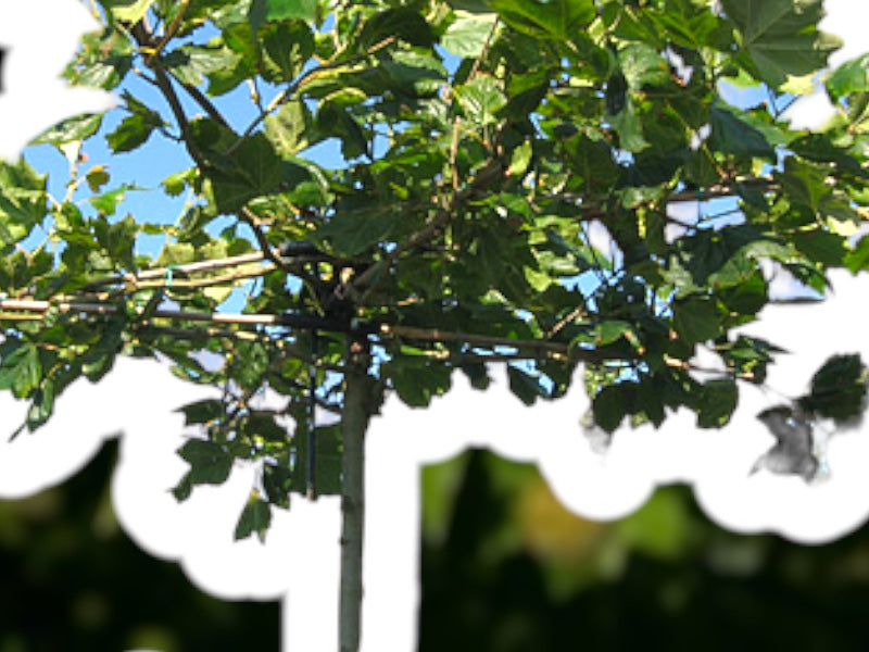 Platanus Hispanica, 14-16 cm, stand C35.