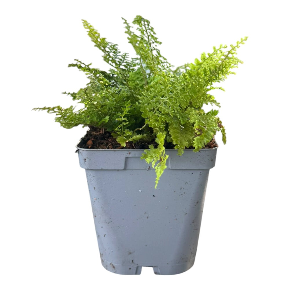 Mosbregne ´Plumosum Densum´ i 1l potte