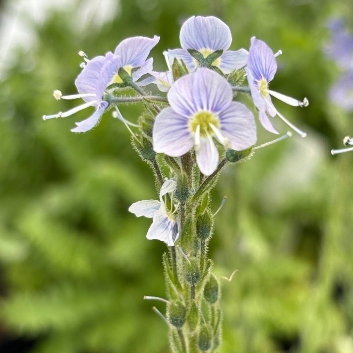 Porcelæns-Ærenpris, VERONICA gentianoides 'Little Blues'