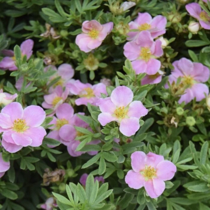 Potentil, Potentilla fruticosa 'Lovely Pink' - 3,5 L potte