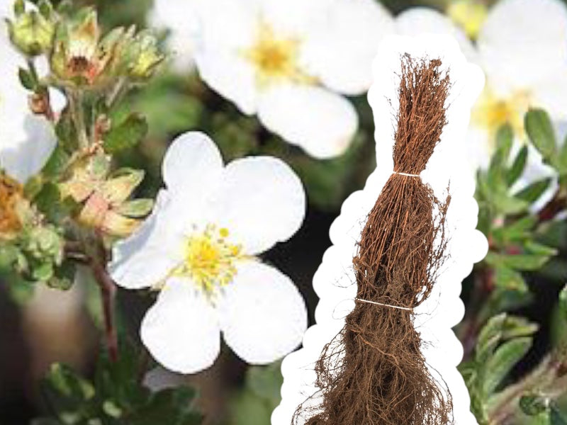 Buskpotentil hækplante 30-50 cm, model 'White Lady'