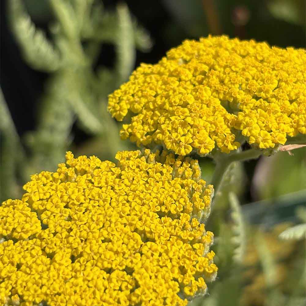 Pragtrøllike, ACHILLEA ´Coronation Gold´ - 1L potte