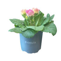 Stueplanter med blomster