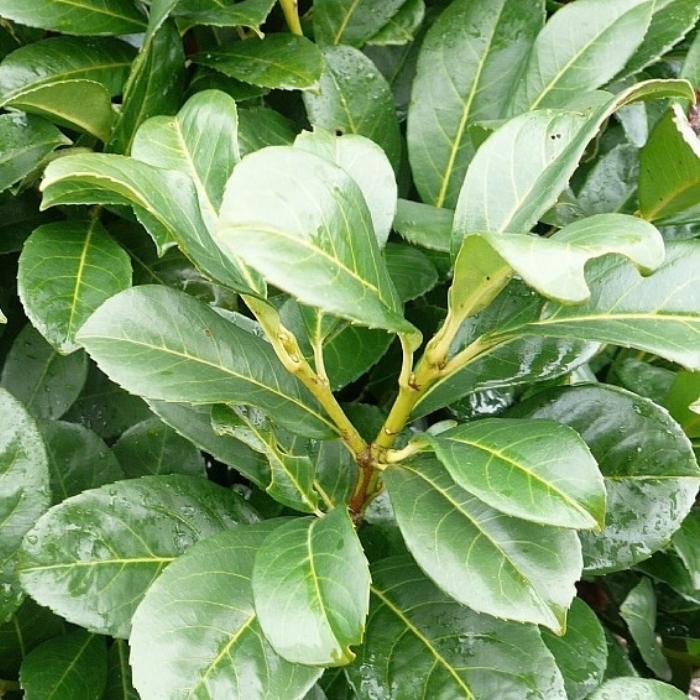 Laurbærkirsebær, Prunus l. 'Etna'