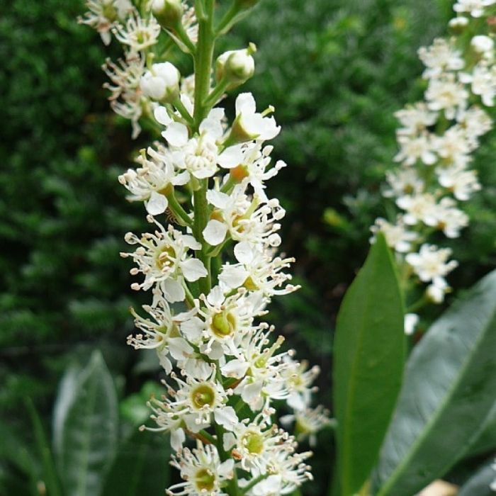 Laurbærkirsebær, Prunus l. 'Otto Luyken' - 3,5L potte