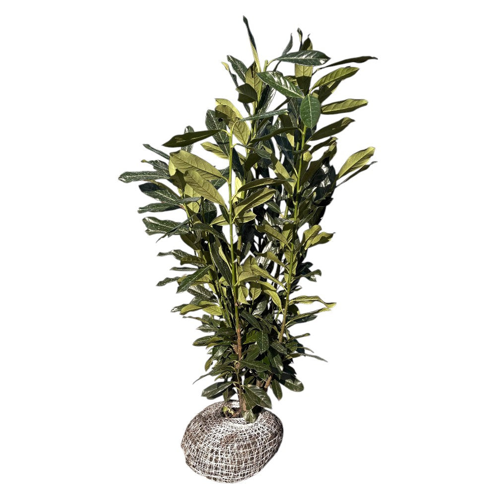 laurbærkirsebær prunus lau. elly 80-100cm