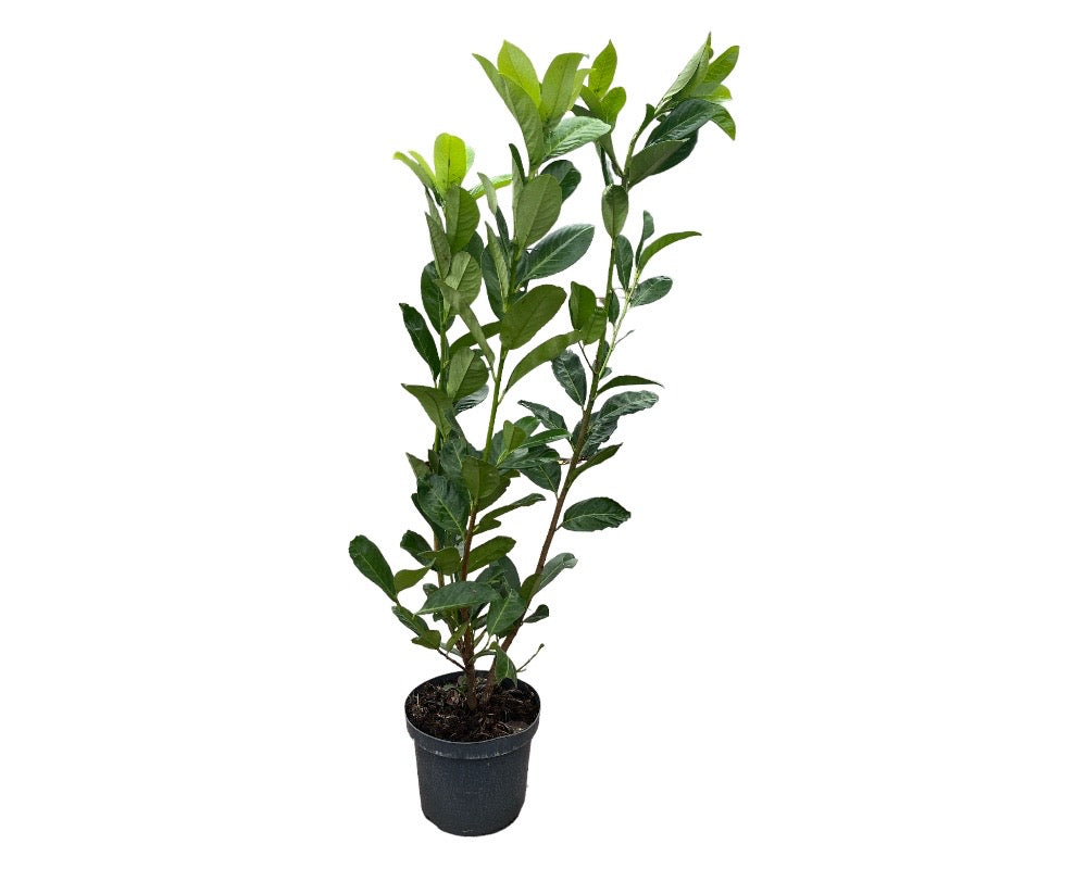 Prunus Laur. Rotundifolia, 4 L potte, 80-100 cm høj.