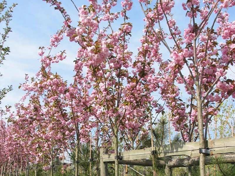 Bjørneklo Prunus serrulata 'Kanzan' 150 cm høj i potte.