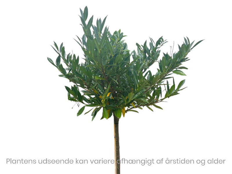 Laurbærkirsebær, Prunus laur. Otto Luyken - 180 cm stamme.